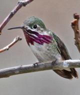 Calliope-Hummingbird